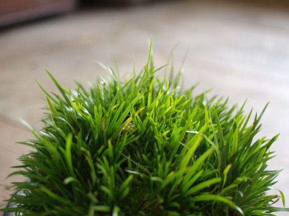 石菖(せきしょう) 1点もの No.168の盆栽を販売|教材は盆栽妙 – 盆栽妙 本店