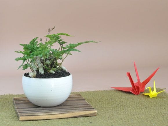 トキワシノブのミニ盆栽　涼をとる真夏の草盆栽