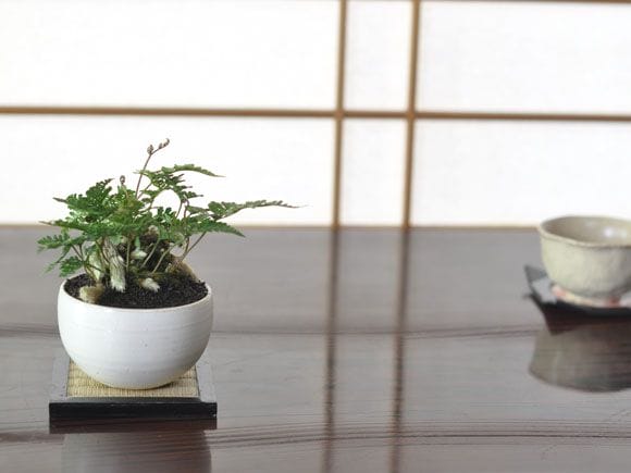 トキワシノブのミニ盆栽　涼をとる真夏の草盆栽