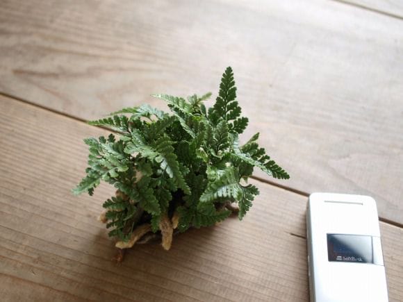 トキワシノブのミニ盆栽　涼をとる真夏の草盆栽