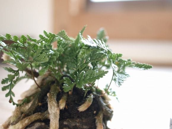 トキワシノブのミニ盆栽　涼をとる真夏の草盆栽