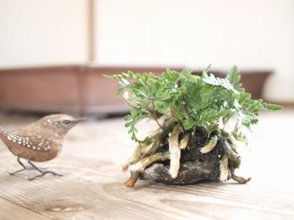 トキワシノブのミニ盆栽　涼をとる真夏の草盆栽