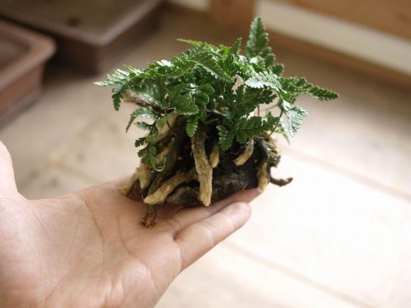 トキワシノブのミニ盆栽　涼をとる真夏の草盆栽