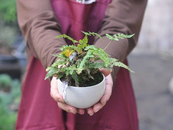 トキワシノブのミニ盆栽 涼をとる真夏の草盆栽の盆栽を販売｜入門は