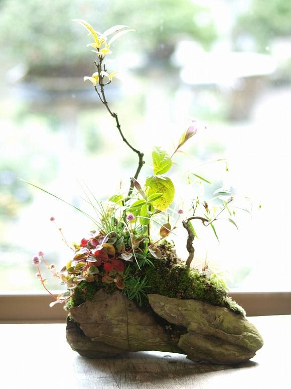 盆栽欅・リンドウ樹高70cm