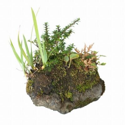 石つき　ひめあやめの寄せ植え　1点もの No.18