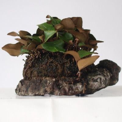 一ツ葉モウコ　1点もの No.170