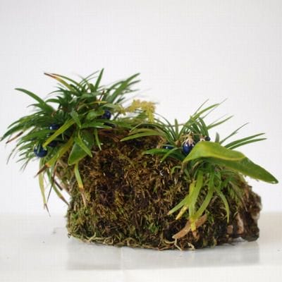 玉竜　1点もの No.171