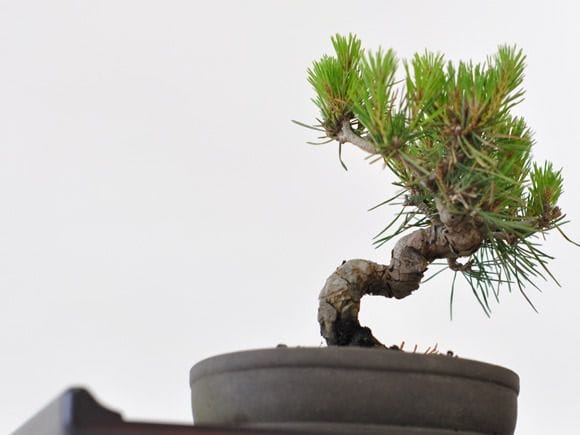 赤松 1点もの No.185の盆栽を販売｜教室は盆栽妙 – 盆栽妙 本店