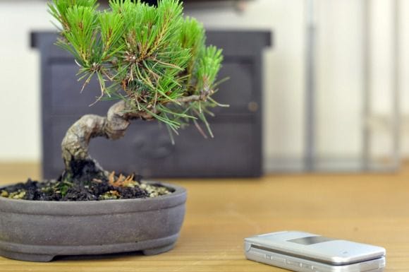 赤松 1点もの No.185の盆栽を販売｜教室は盆栽妙 – 盆栽妙 本店