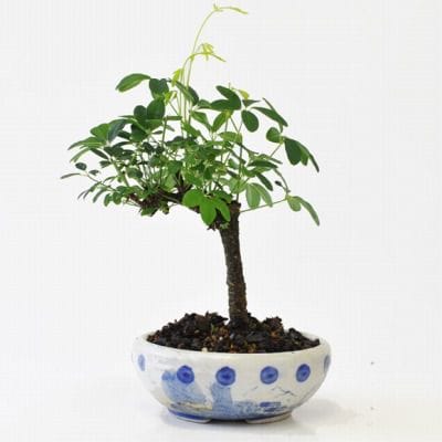 あけび(五つ葉)　1点もの No.187