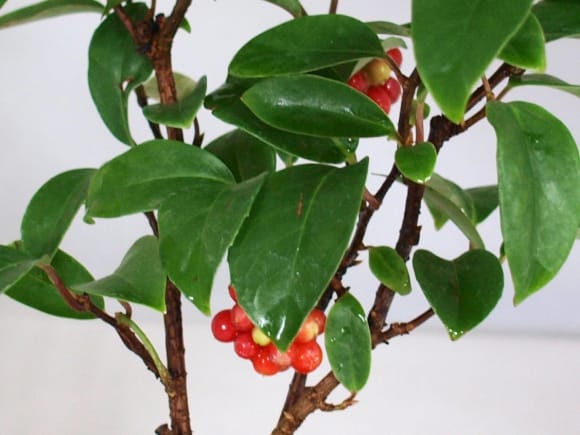 美男かずらの盆栽を販売｜入門は盆栽妙 – 盆栽妙 本店