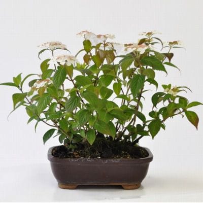 額あじさい 1点もの No.189