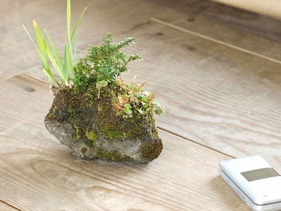 石つき　ひめあやめの寄せ植え　1点もの No.18