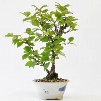 白実　ユスラ梅