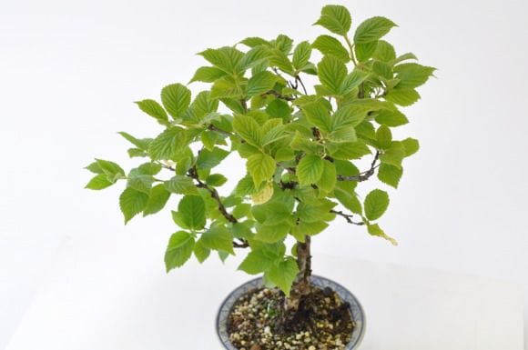 白実 ユスラ梅の盆栽を販売｜教室は盆栽妙 – 盆栽妙 本店