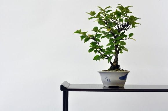 白実 ユスラ梅の盆栽を販売｜教室は盆栽妙 – 盆栽妙 本店