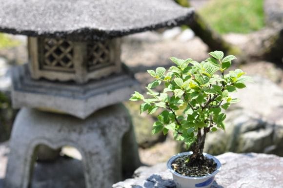 白実 ユスラ梅の盆栽を販売｜教室は盆栽妙 – 盆栽妙 本店
