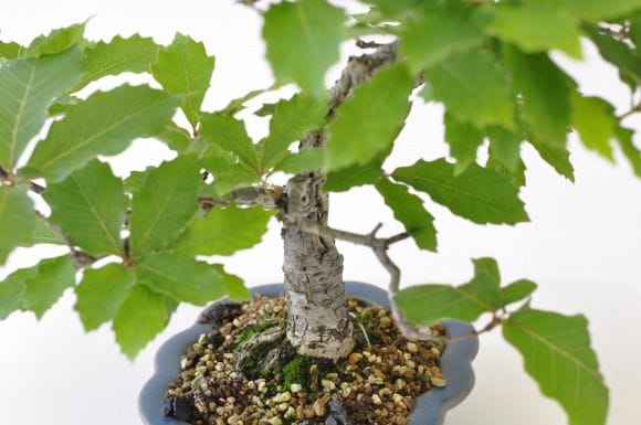 盆栽　コナラ　樹高68cm 植木 盆栽 コナラ」の人気商品一覧 | 安い商品を通販サイトから