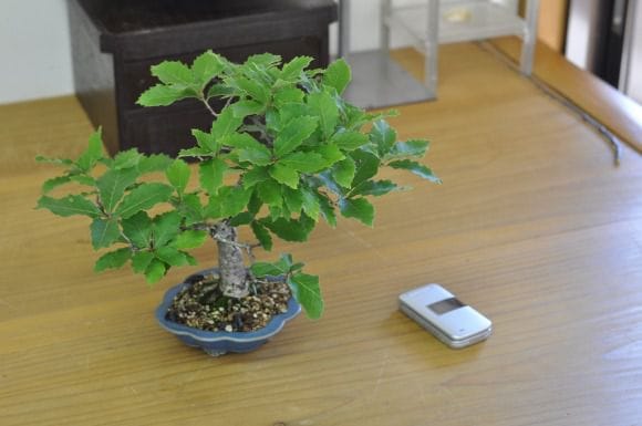 コナラ 1点もの No.181の盆栽を販売｜教室は盆栽妙 – 盆栽妙 本店