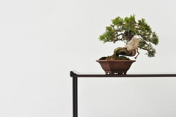 盆栽素材　真柏1　成長中♥ 真柏 1点もの No.192の盆栽を販売｜教室は盆栽妙 – 盆栽妙 本店