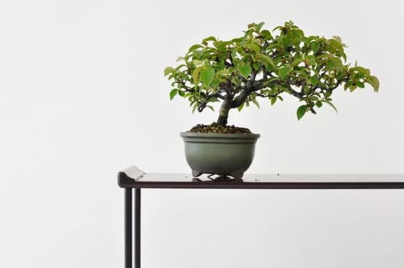 カリン 1点もの No.193の盆栽を販売｜教室は盆栽妙 – 盆栽妙 本店