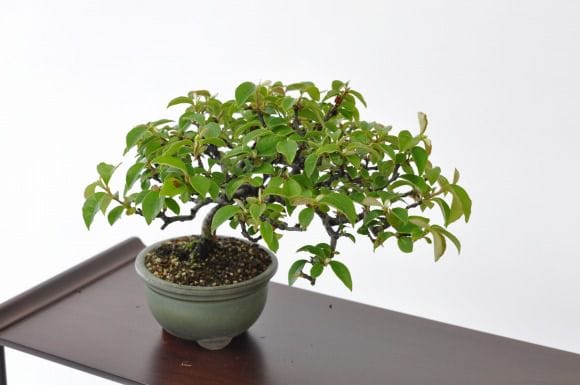 花梨盆栽　2点セット 楽天市場】盆栽 花梨 樹高 約21cm かりん 高級盆栽 Pseudocydonia