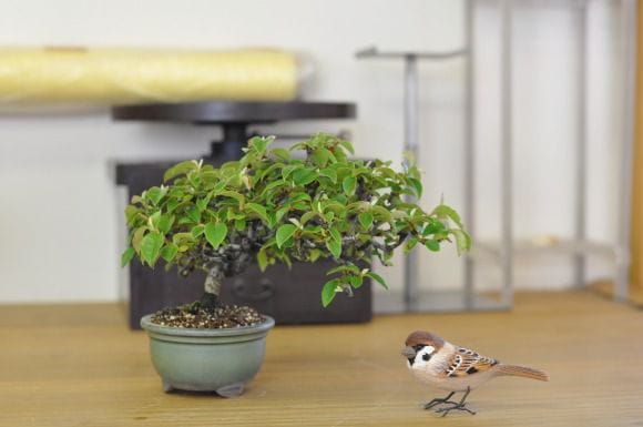 花梨盆栽　2点セット カリン 1点もの No.196の盆栽を販売｜教室は盆栽妙 – 盆栽妙 本店
