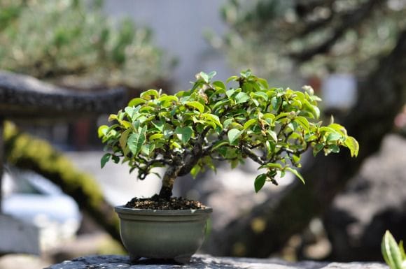 カリン 1点もの No.194の盆栽を販売｜教室は盆栽妙 – 盆栽妙 本店