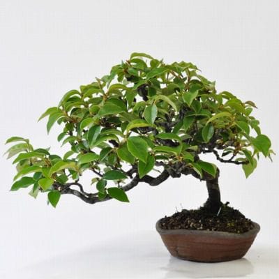 カリン　1点もの No.196