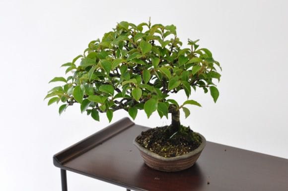 カリン 1点もの No.196の盆栽を販売｜教室は盆栽妙 – 盆栽妙 本店