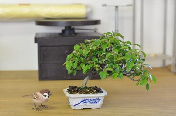 カリン 1点もの No.197の盆栽を販売｜教室は盆栽妙 – 盆栽妙 本店