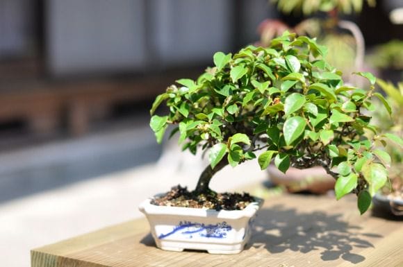 カリン 1点もの No.197の盆栽を販売|教室は盆栽妙 – 盆栽妙 本店