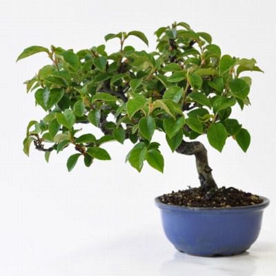 カリン　1点もの No.198