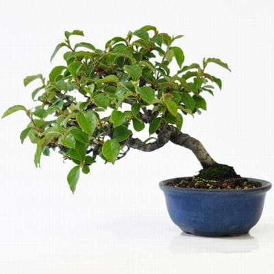 カリン　1点もの No.199