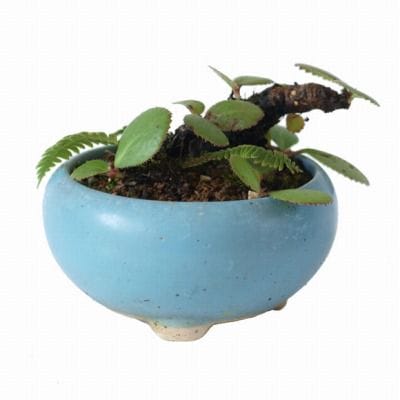 ユキノシタの寄せ植え　1点もの No.19