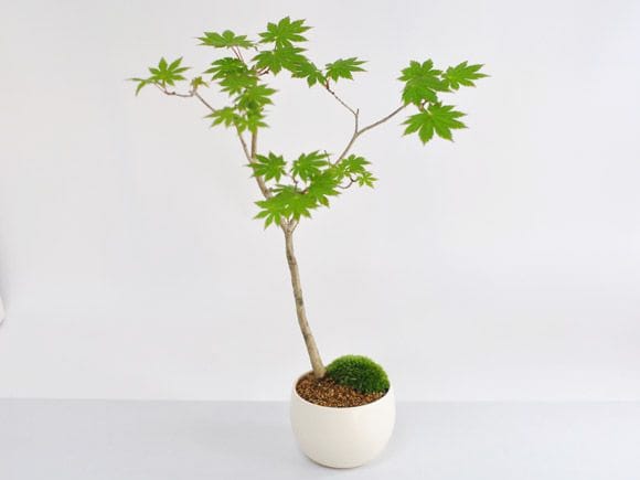 盆栽　楓　インテリアに 楓の寄せ植え 太幹の盆栽を販売｜盆栽妙 – 盆栽妙 本店