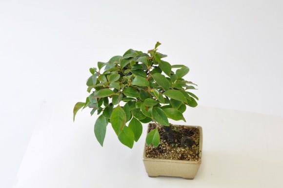 カリン　1点もの No.200