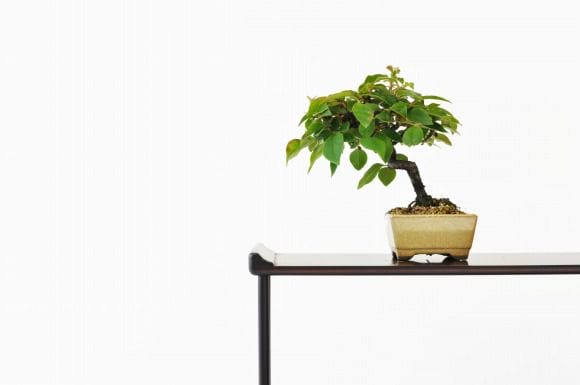 カリン　1点もの No.200