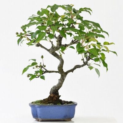 梨　1点もの No.201