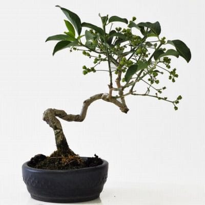 まゆみ　1点もの No.202