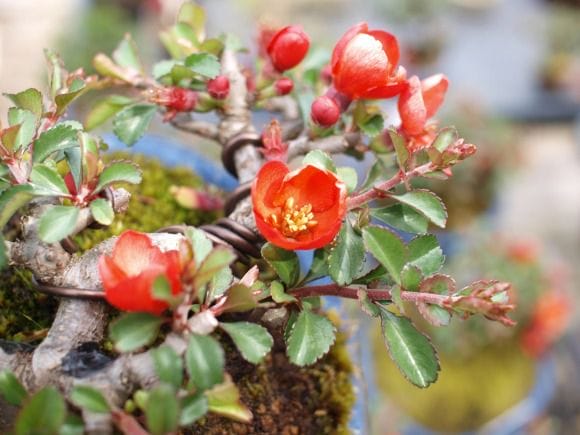 長寿梅の盆栽を販売｜教室は盆栽妙 – 盆栽妙 本店