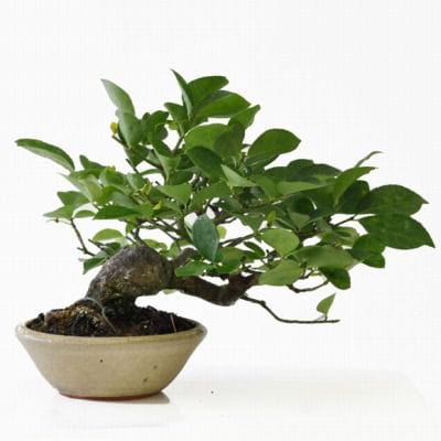 小まゆみ　1点もの No.204