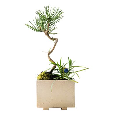 盆栽用　花台 葵　No.9-17