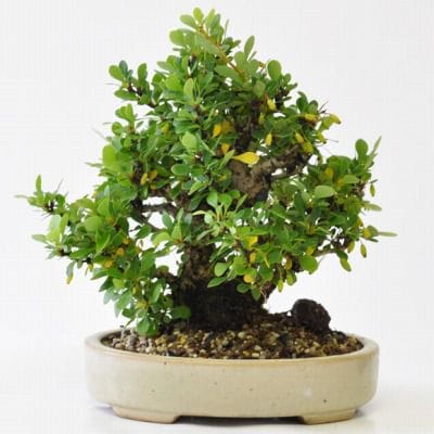 メギ　1点もの No.209