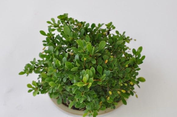 メギ 1点もの No.209の盆栽を販売｜教室は盆栽妙 – 盆栽妙 本店