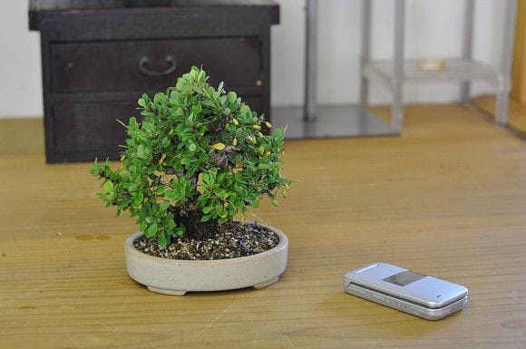 メギ 1点もの No.209の盆栽を販売｜教室は盆栽妙 – 盆栽妙 本店