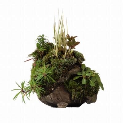寄せ植え　1点もの No.21