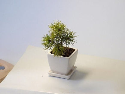 ミニ五葉松