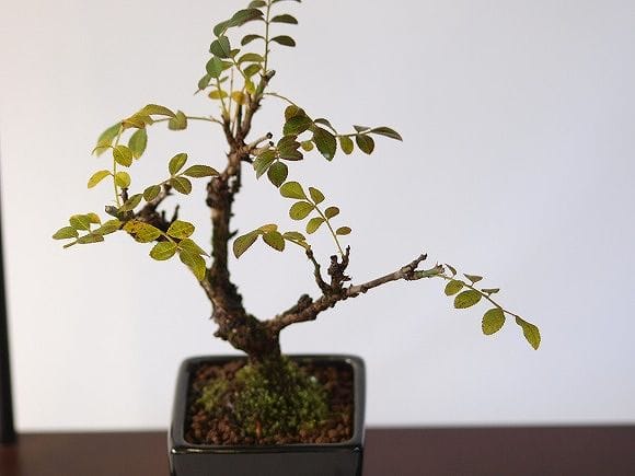 樹高3.5㎝極太　箱根サンショウバラ　薔薇　豆　ミニ　盆栽　真柏　黒松　五葉松 樹高3.5㎝極太 箱根サンショウバラ 薔薇 豆 ミニ 盆栽 真柏 黒松